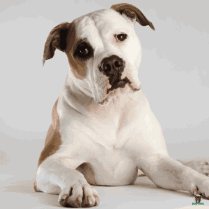 American Bullterrier Hund Rassebeschreibung