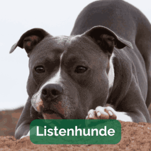 Listenhunde Foto American Stafforshire Terrier bei Spielaufforderung