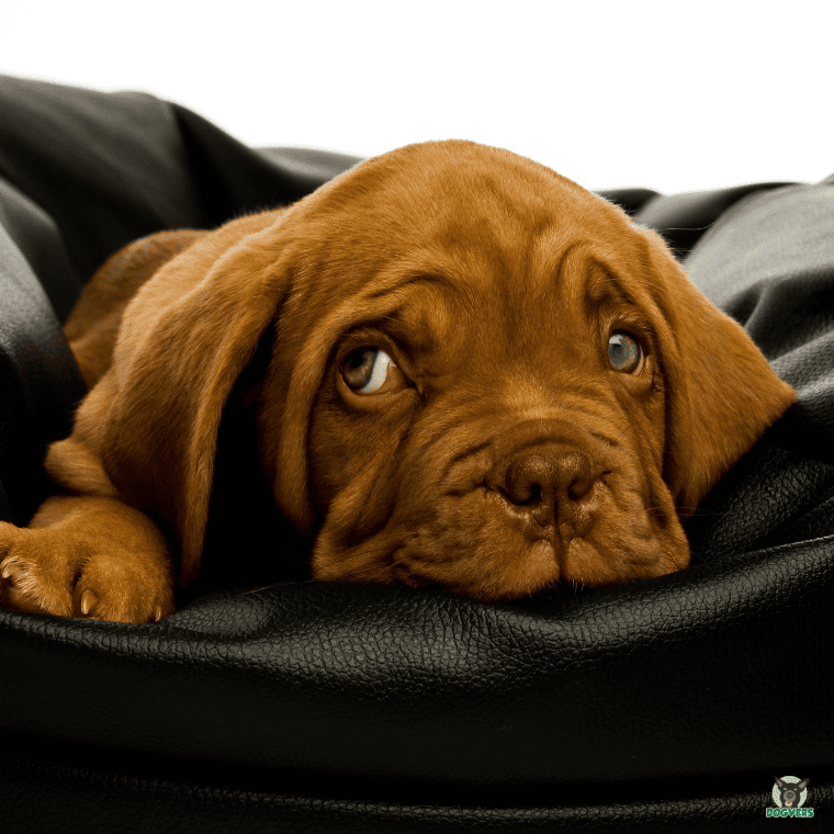 Bordeauxdogge Welpe liegt im Kissen