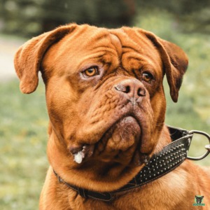 Bordeauxdogge Hund Rassebeschreibung