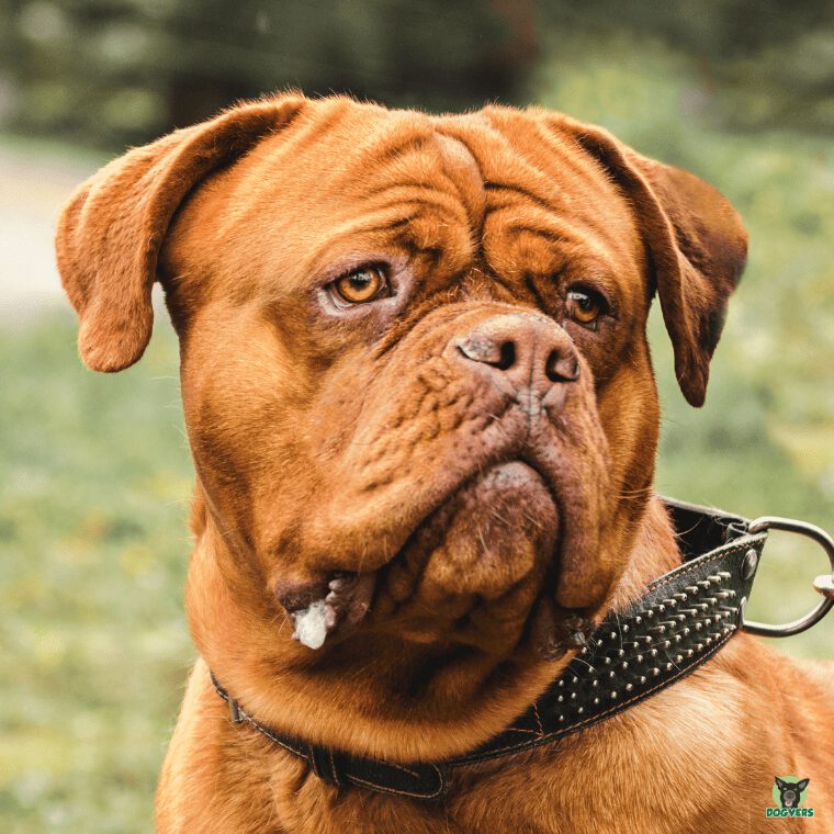 Bordeauxdogge schaut grimmig