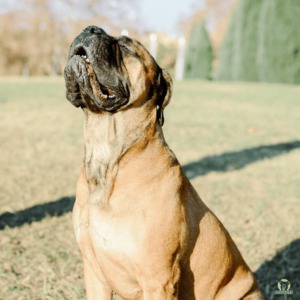 Ein Bullmastiff schaut in die Sonne und erfreut sich bester Gesundheit, wenn er entsprechend gepflegt wird.