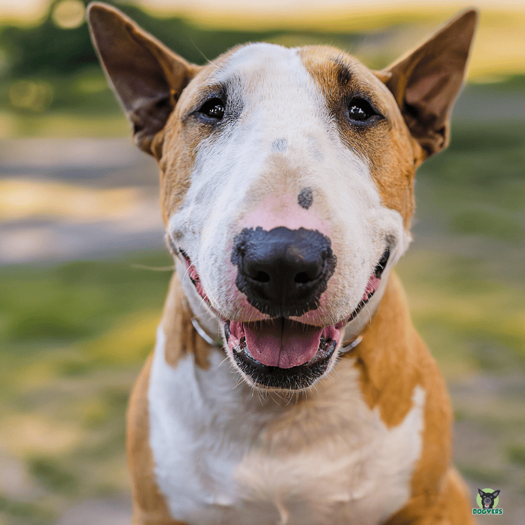 Bullterrier Portrait