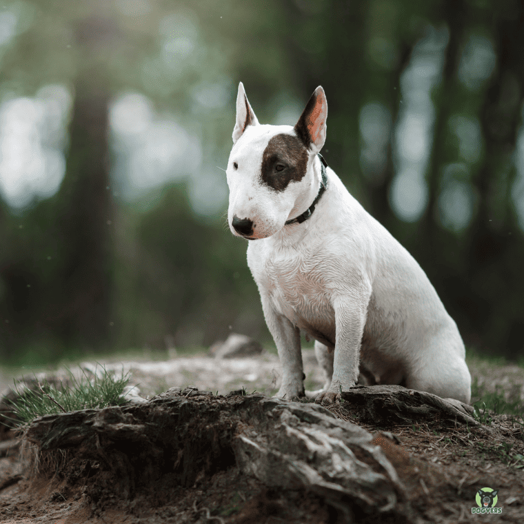 Bullterrier sitzend auf Stein im Wald