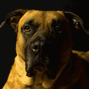 Dogo Canario Hund Rassebeschreibung