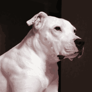 Dogo Argentino Hund Rassebeschreibung