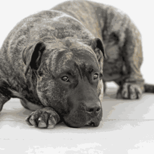 Dogo Canario ist entspannt und liegt am Boden bei guter Gesundheit Hundekrankenversicherung