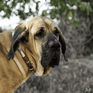 Ein Fila Brasileiro benötigt eine gute Pflege um gesund zu bleiben, Hundekrankenversicherung