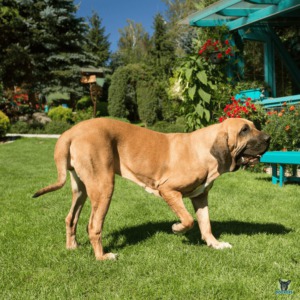 Fila Brasileiro spielt auf eingezaeuntem Grundstueck