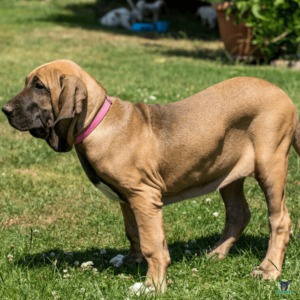 Fila Brasileiro steht auf der Wiese