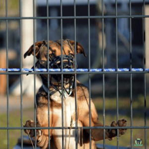 Maulkorbpflicht im Ausland - speziell für Listenhunde, auf die Gesetzgebung im jeweiligen Land achten