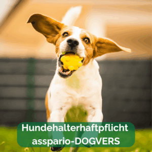 asspario Dogvers Hundehalterhaftpflicht Hund mit Ball im Mund und fliegenden Ohren