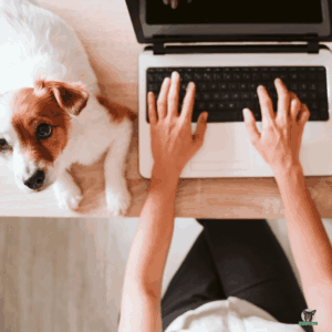 Jack Russel Terrier liegt neben Laptop Frau arbeitet