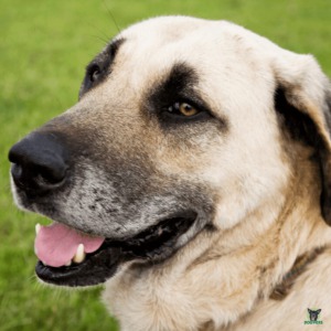 Kangal Hund Rassebeschreibung