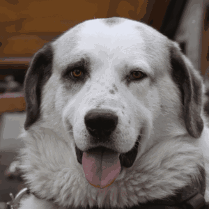 Kaukasischer Owtscharka Hund Rassebeschreibung