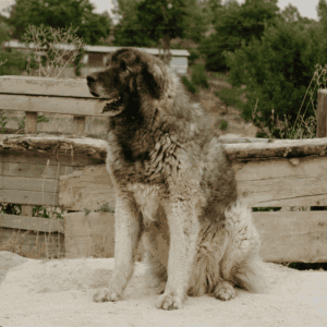 Kaukasischer Owtscharka Hund Rassebeschreibung