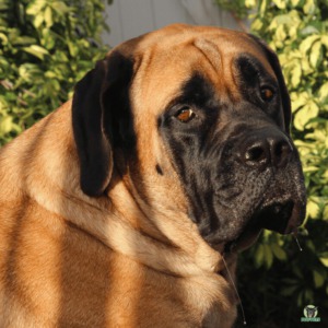 Mastiff Hund Rassebeschreibung
