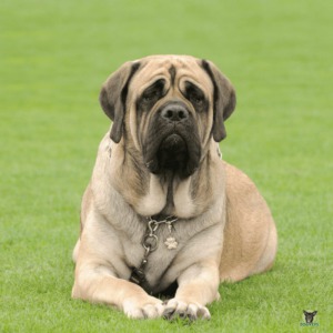 Mastiff liegt gechillt auf der Wiese, aufgrund der Größe und des Gewichts ist eine Hundekrankenversicherung wichtig
