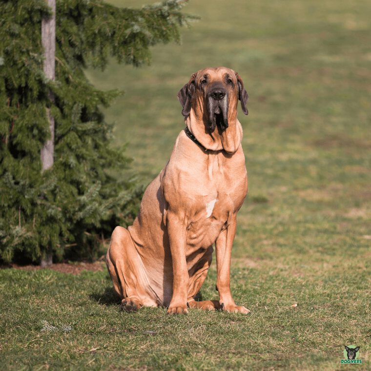 Mastiff sitzt auf Wiese