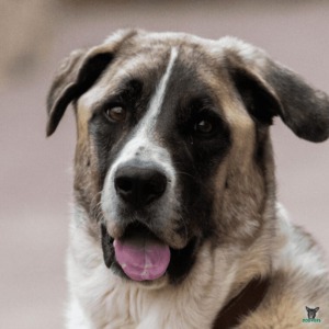 Mastin Espanol Hund Rassebeschreibung
