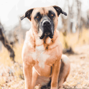 Der sitzende Perro de Presa Mallorquin ist entspannt und gesund - eine Hundekrankenversicherung hilft bei Problemen