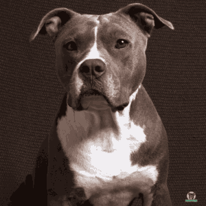 Pitbull Terrier Hund Rassebeschreibung