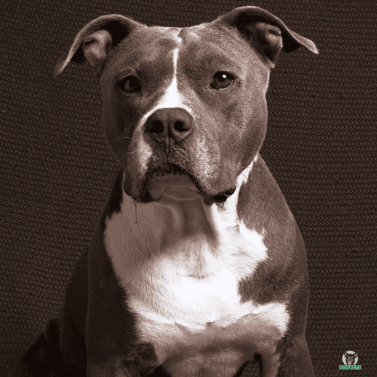 Pitbull Terrier Portrait