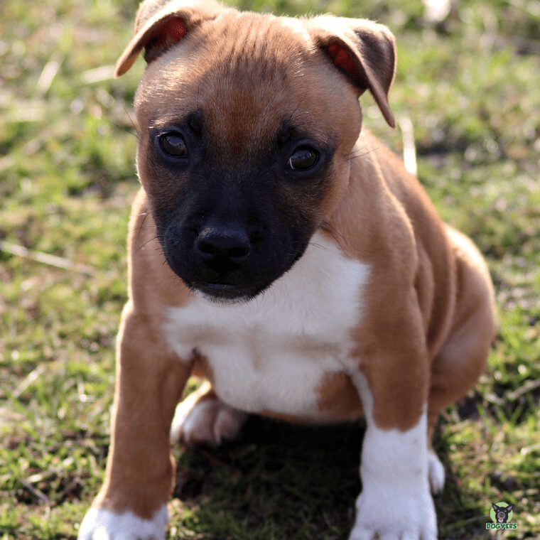 Pitbull Terrier Welpe