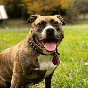 Pitbull Terrier auf einer Wiese ist ausgeglichen, wenn man sich ausreichend mit ihm beschäftigt