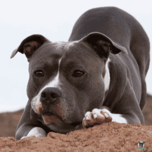 Pitbull Terrier Rassebeschreibung