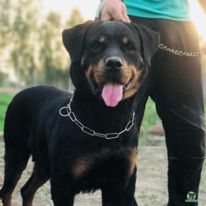 Der Hundeführerschein ist erforderlich um Maulkorb- und Leinenpflicht aufheben zu lassen, Rottweiler mit Herrchen an der Leine