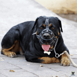 Maulkorbpflicht und Leinenpflicht für Listenhunde, Rottweiler liegend mit Maulkorb und Leine