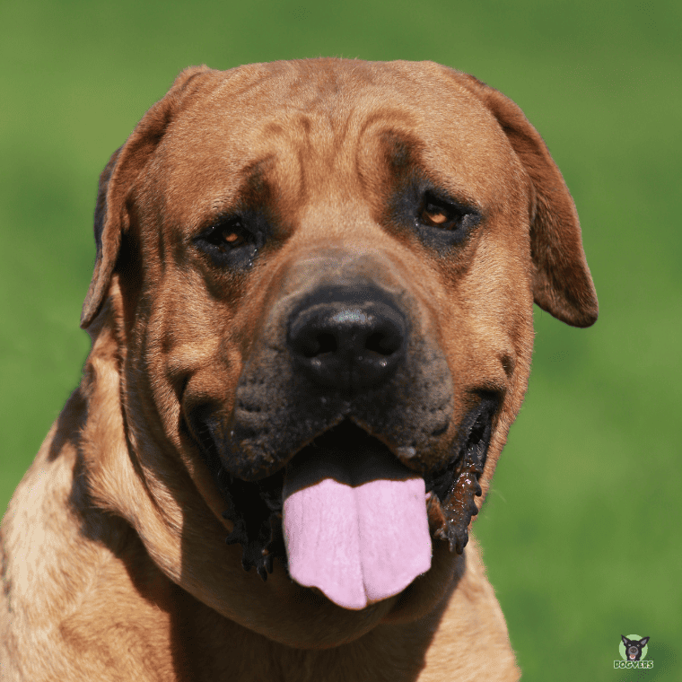 Staffordshire Bullterrier Portrait