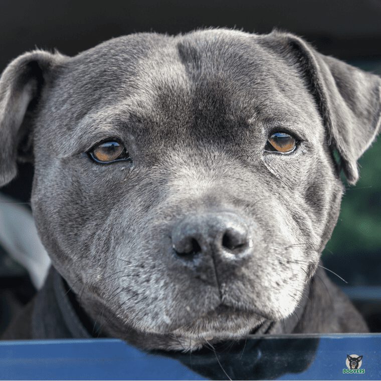 Staffordshire Bullterrier guckt aus dem Fenster