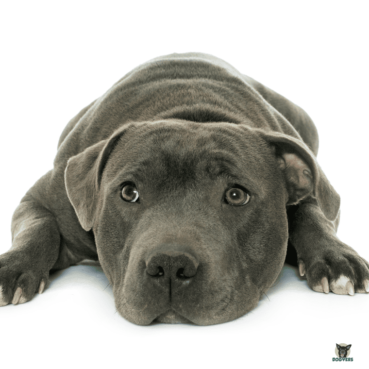 Staffordshire Bullterrier liegend
