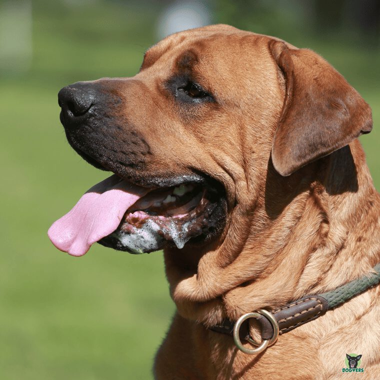 Staffordshire Bullterrier mit haengender Zunge