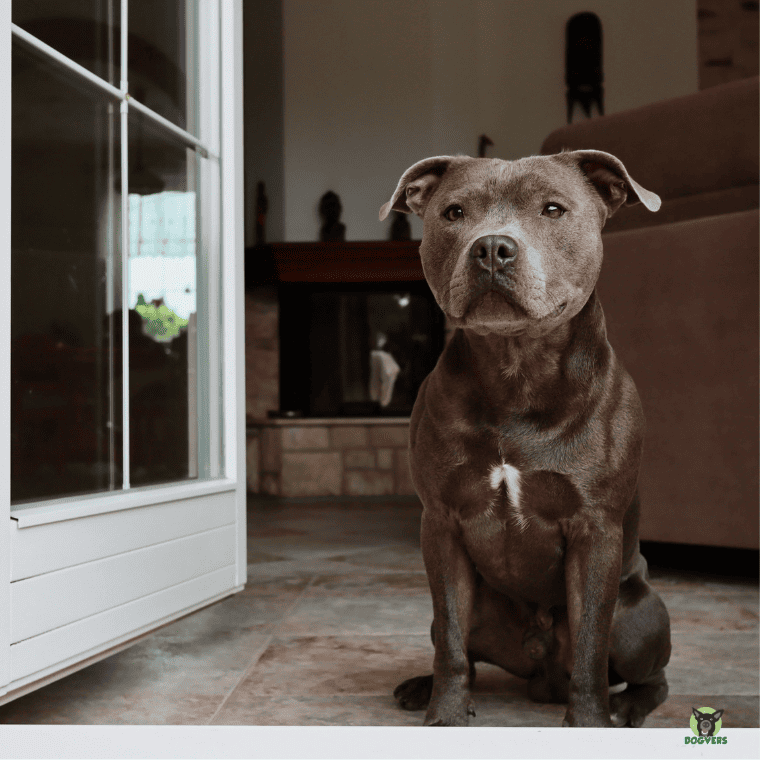 Staffordshire Bullterrier sitzt an Tuere