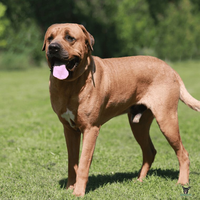 Staffordshire Bullterrier steht auf einer Wiese