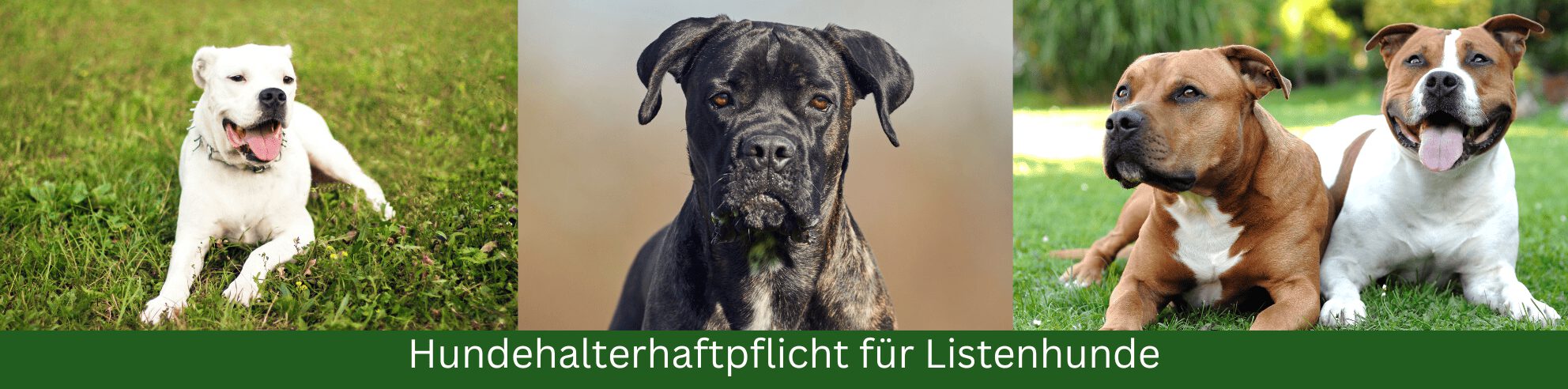 Hundehaftpflicht für Kampfhunde Bilder vom Dogo Argentino American Staffordshire