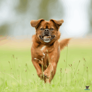 brauner Mischlingshund laeuft durch Gras