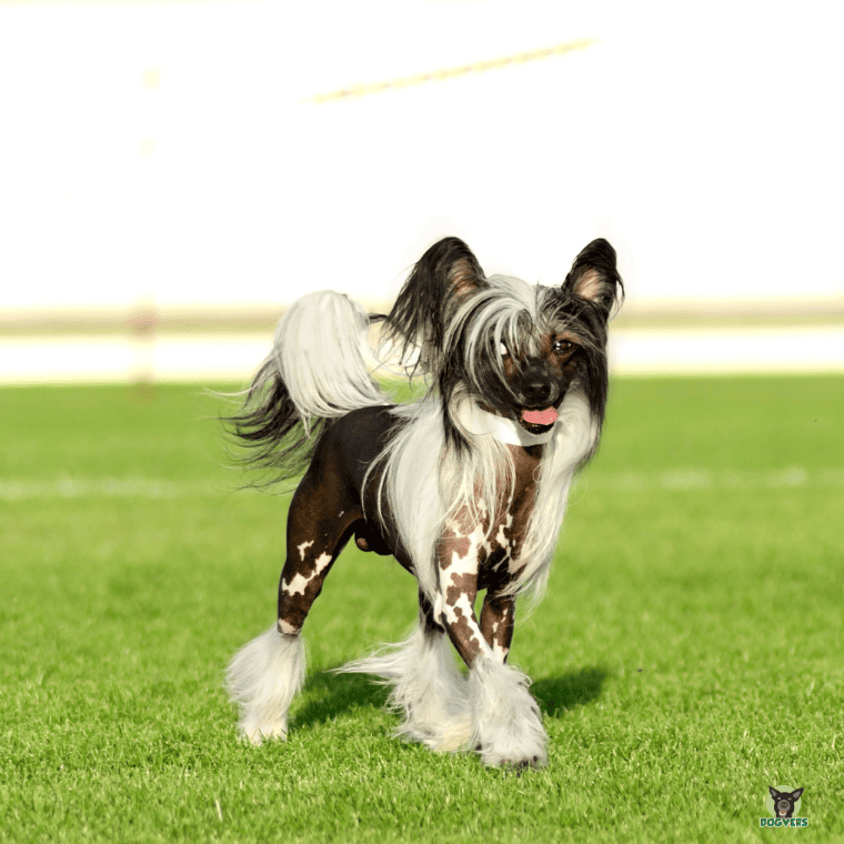 Chinese Crested auf Wiese