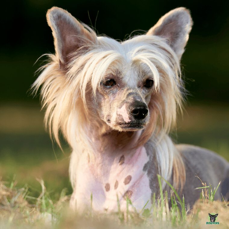 Chinese Crested liegt in Wiese