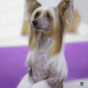 Chinese Crested macht Maennchen