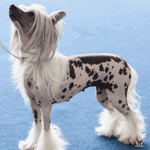 Chinese Crested schaut zu Frauchen
