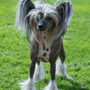 Chinese Crested steht auf einer Wiese