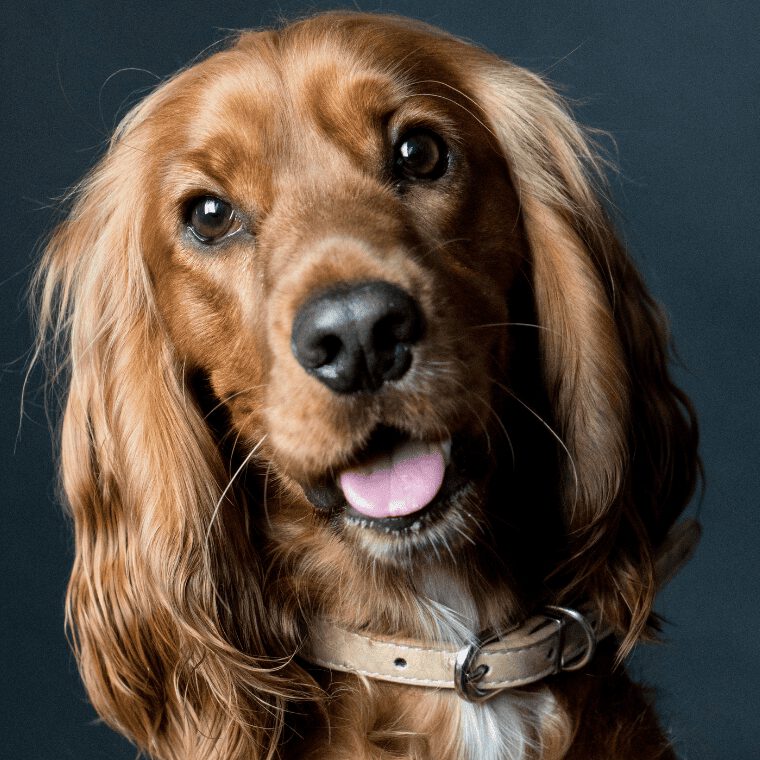 Cocker Spaniel Portraitbild
