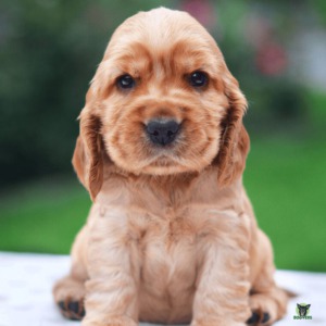 Cocker Spaniel Welpe