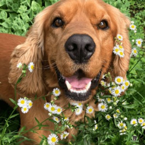 Cocker Spaniel froehlich in Blumenwiese