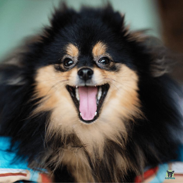 Lachender Pomeranian schwarz braun