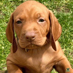 Magyar Vizsla Welpe